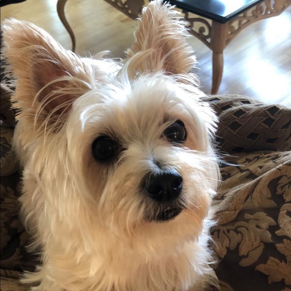 Meet your Posher, Kristin - Picture 1 of 1